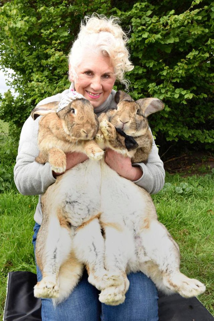 
Bà Annette Edwards và chú thỏ lớn nhất thế giới Darius (phải). Ảnh: Cater News Agency
