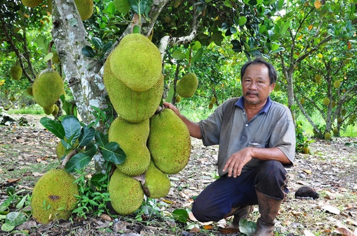 Lão nông Trần Minh Chánh bên cây mít Thái lá bàng trĩu quả
