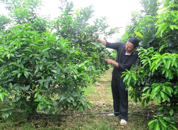 Khi quyết định làm mô hình trang trại này, nhiều người cho anh Sơn là bị khùng