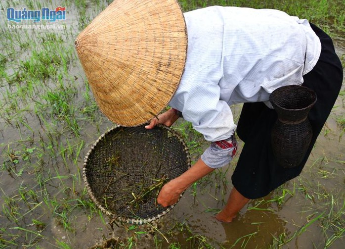 Nổi da gà với món đặc sản nòng nọc ở Ba Tơ - Ảnh 1.