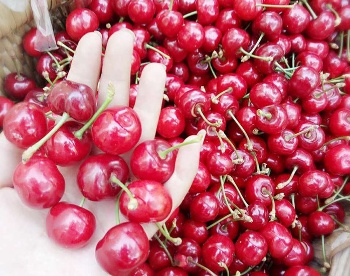 Cherry Trung Quốc 90 ngàn đồng/kg bán tràn lan - Ảnh 2.