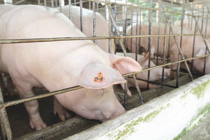 Để không còn các cuộc giải cứu - Ảnh 1.