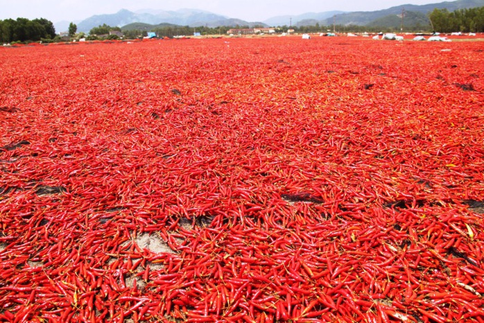 Giá ớt lao dốc, bán 1kg không mua nổi gói mì tôm - Ảnh 1. Giá ớt lao dốc, bán 1kg không mua nổi gói mì tôm - Ảnh 1.