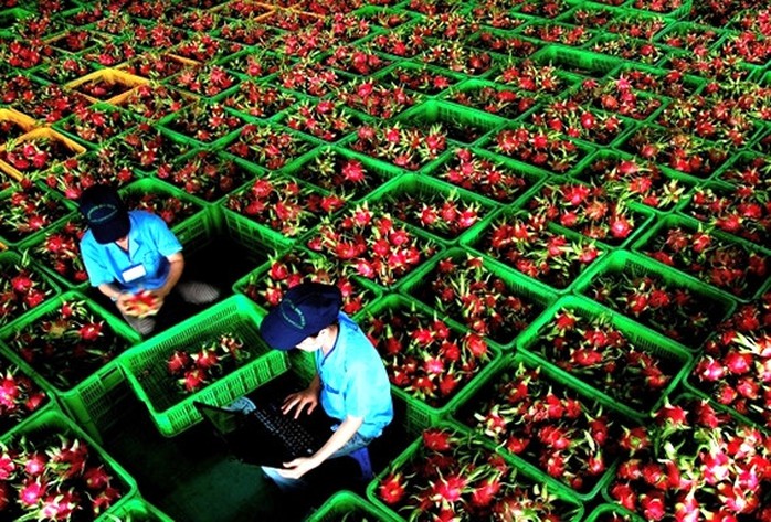 Doanh nghiệp Việt từ chối cả đơn đặt hàng của siêu thị Mỹ, Dubai - Ảnh 1. Doanh nghiệp Việt từ chối cả đơn đặt hàng của siêu thị Mỹ, Dubai - Ảnh 1.
