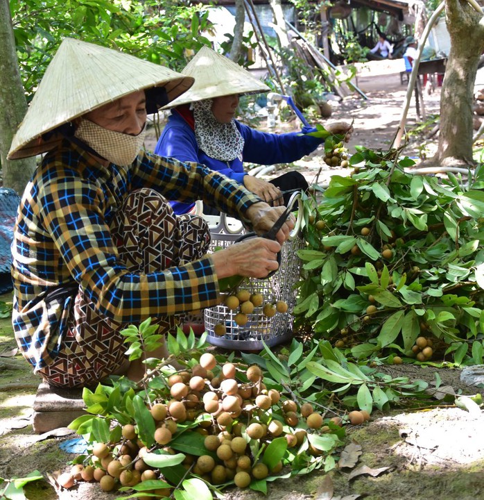 Xao lòng giữa sóng nước cù lao Tứ Linh - Ảnh 2.