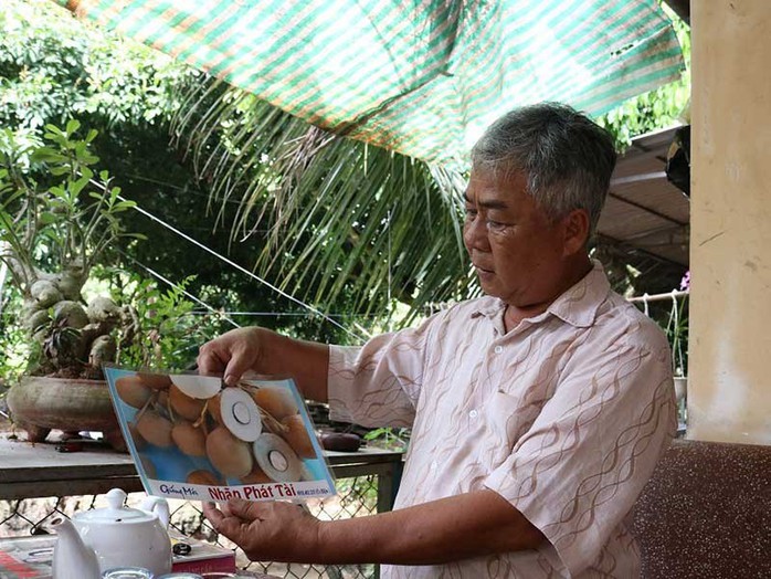 Giống nhãn Idol của ông Út Hiện - Ảnh 1. Giống nhãn Idol của ông Út Hiện - Ảnh 1.