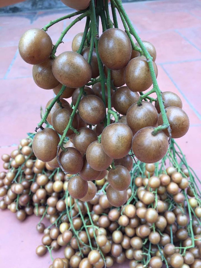 Quất hồng bì, bán chơi chơi cũng được cả tạ mỗi ngày - Ảnh 1. Quất hồng bì, bán chơi chơi cũng được cả tạ mỗi ngày - Ảnh 1.