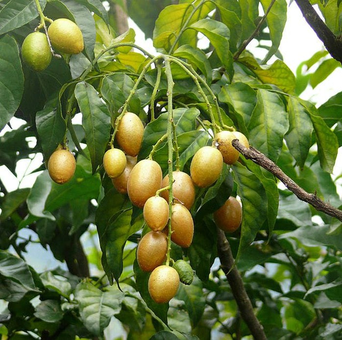 Quất hồng bì, bán chơi chơi cũng được cả tạ mỗi ngày - Ảnh 2. Quất hồng bì, bán chơi chơi cũng được cả tạ mỗi ngày - Ảnh 2.