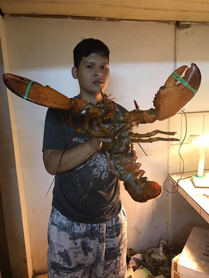 Đại gia Việt săn tôm hùm khổng lồ nặng tới 7kg tặng nhà vợ - Ảnh 2. Đại gia Việt săn tôm hùm khổng lồ nặng tới 7kg tặng nhà vợ - Ảnh 2.