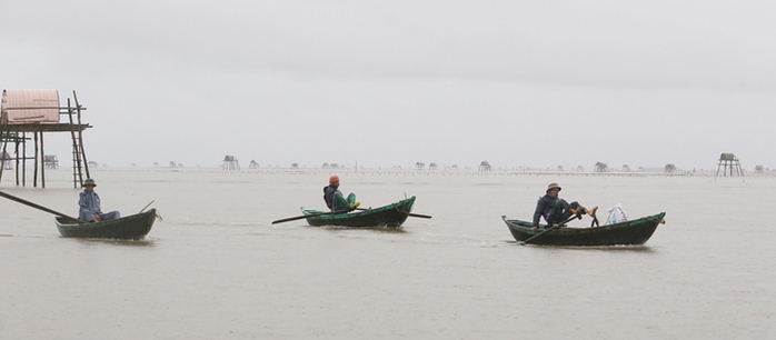 Cận cảnh bắt hàng trăm tấn ngao ở biển Tiền Hải - Ảnh 1.