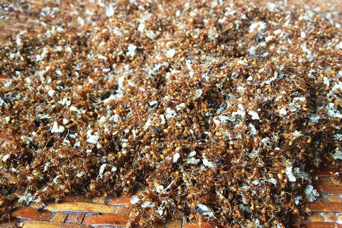 Trứng kiến vàng - món ăn dân dã độc đáo miền núi - Ảnh 1. Trứng kiến vàng - món ăn dân dã độc đáo miền núi - Ảnh 1.