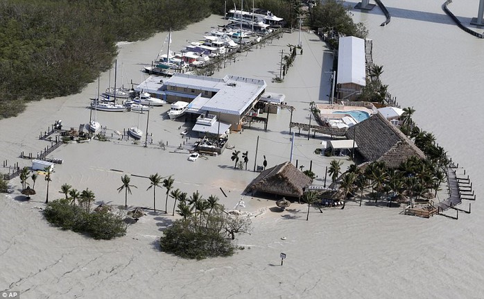 Mất nhà vì bão Irma, cá sấu lang thang ở Florida - Ảnh 6.