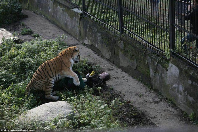 Hổ tấn công nhân viên sở thú trước mắt du khách - Ảnh 1.