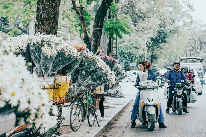 Có một mùa cúc họa mi đẹp ngỡ ngàng theo về trên phố - Ảnh 2. Có một mùa cúc họa mi đẹp ngỡ ngàng theo về trên phố - Ảnh 2.