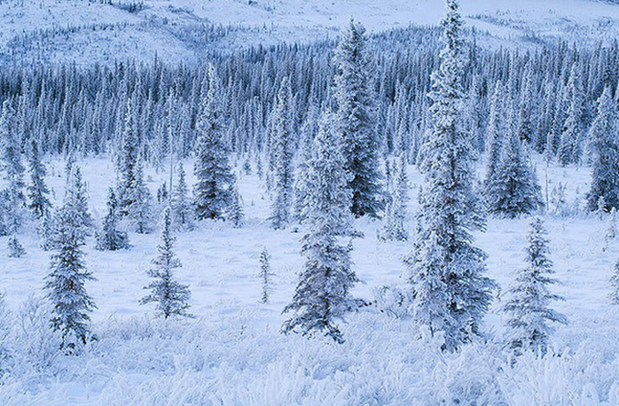 Mỹ trả tiền để thu hút dân đến sống ở bang lạnh giá Alaska - Ảnh 2. Mỹ trả tiền để thu hút dân đến sống ở bang lạnh giá Alaska - Ảnh 2.