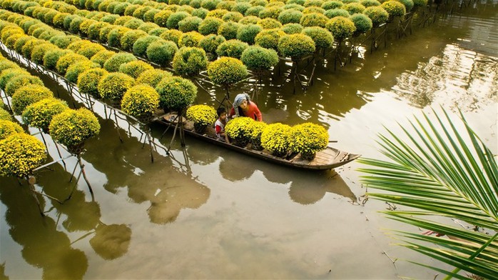 Làng hoa lớn nhất Nam bộ Sa Đéc tất bật vào mùa Tết - Ảnh 1. Làng hoa lớn nhất Nam bộ Sa Đéc tất bật vào mùa Tết - Ảnh 1.