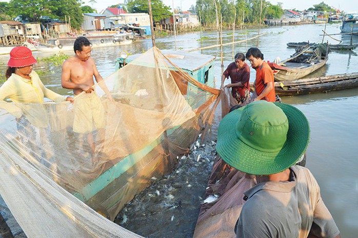 Miền Tây rộn ràng mùa cá về sông - Ảnh 2.