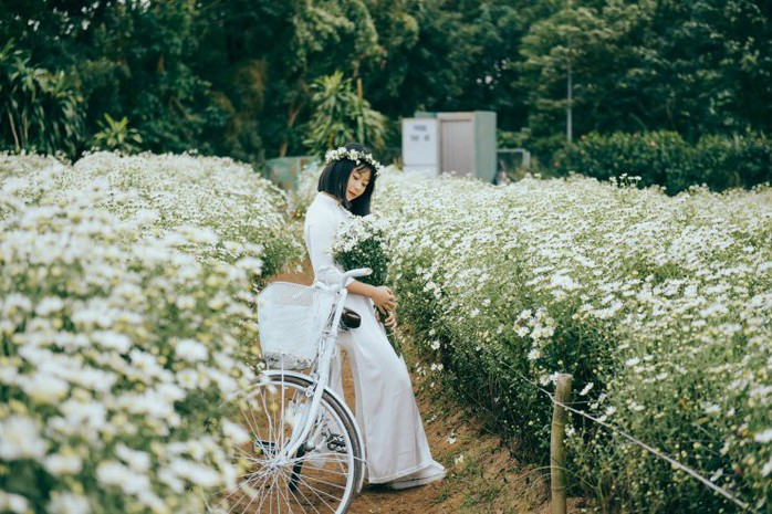 Có một mùa cúc họa mi đẹp ngỡ ngàng theo về trên phố - Ảnh 11. Có một mùa cúc họa mi đẹp ngỡ ngàng theo về trên phố - Ảnh 11.
