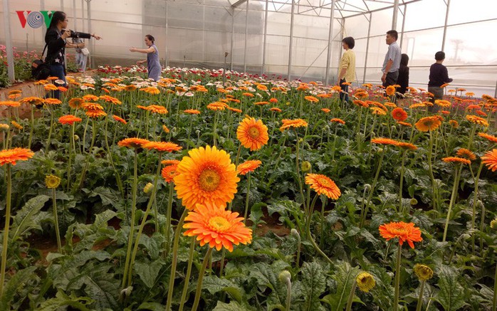 Ngắm ngàn hoa đua sắc tại làng hoa nổi tiếng ở Đà Lạt - Ảnh 12.