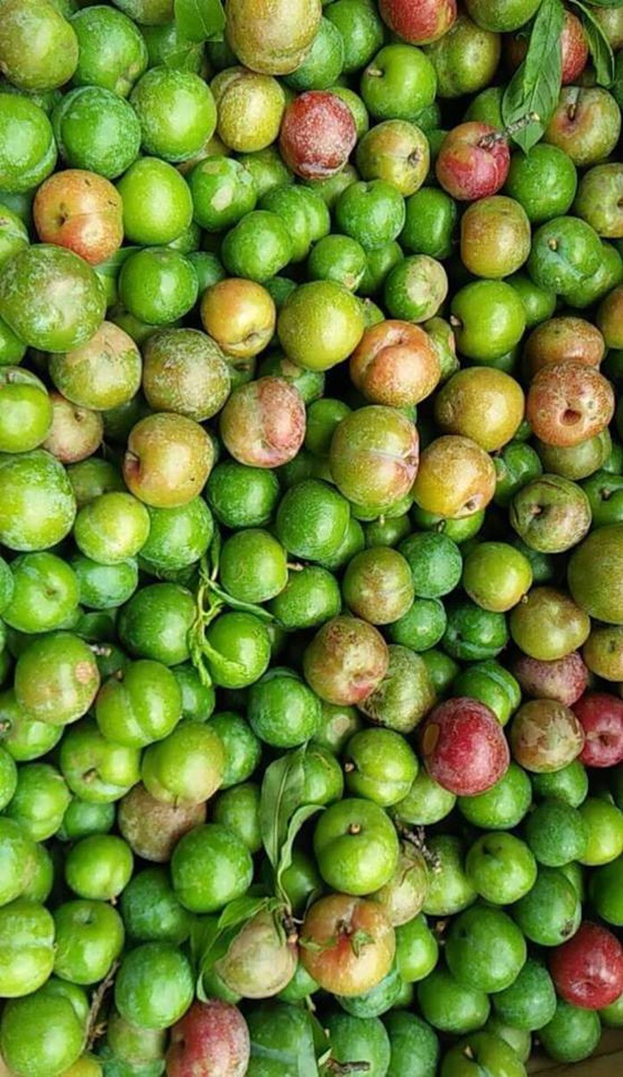 Bán mận xanh, lãi 20 triệu đồng/tháng