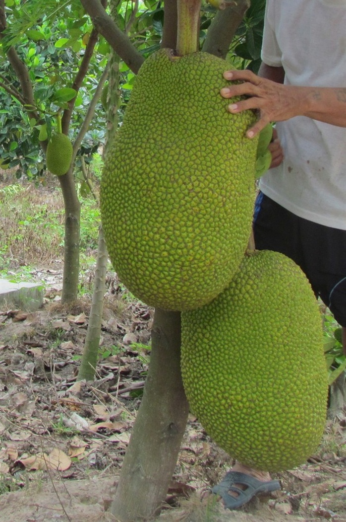 Có những trái mít nặng đến hơn 20kg