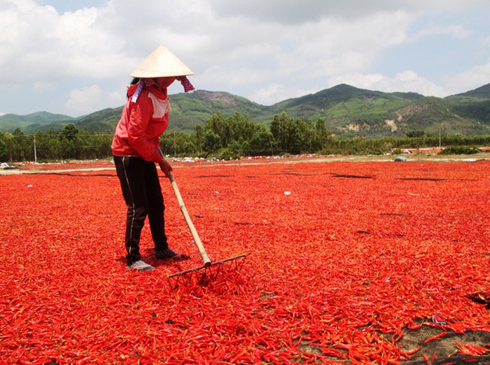 Giá ớt lao dốc, bán 1kg không mua nổi gói mì tôm - Ảnh 3. Giá ớt lao dốc, bán 1kg không mua nổi gói mì tôm - Ảnh 3.