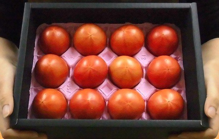 Cà chua Hoàng gia Nhật 1,6 triệu đồng/kg - Ảnh 3. Cà chua Hoàng gia Nhật 1,6 triệu đồng/kg - Ảnh 3.