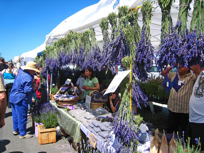 Thiên đường oải hương tràn sắc tím giữa lòng Provence - Ảnh 4. Thiên đường oải hương tràn sắc tím giữa lòng Provence - Ảnh 4.