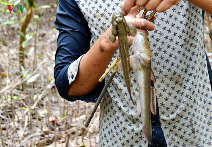 Câu cá thòi lòi ở rừng ngập mặn Cà Mau - Ảnh 3.