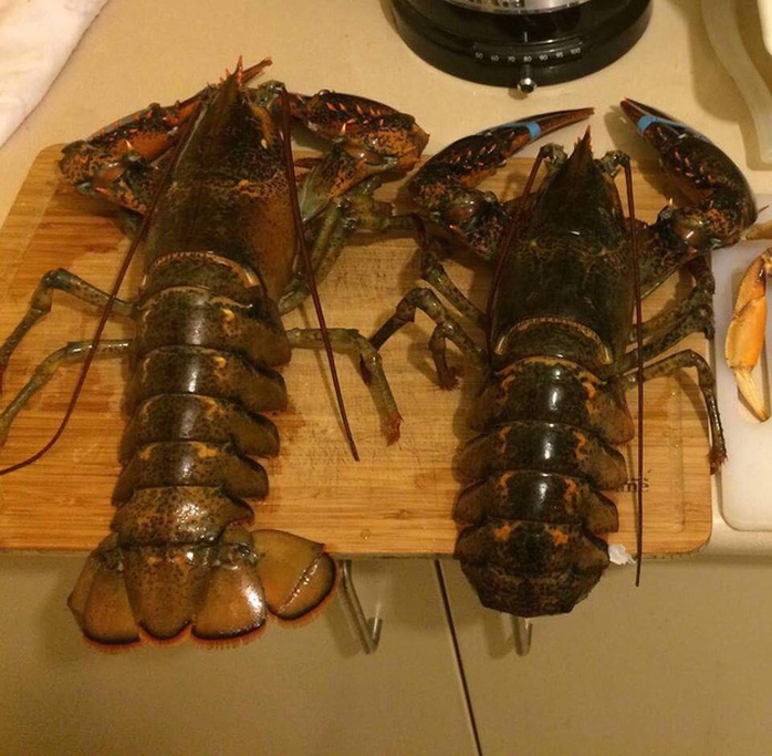 Đại gia Việt săn tôm hùm khổng lồ nặng tới 7kg tặng nhà vợ - Ảnh 3. Đại gia Việt săn tôm hùm khổng lồ nặng tới 7kg tặng nhà vợ - Ảnh 3.
