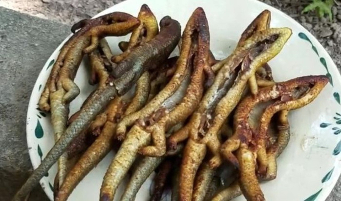 Đặc sản “rắn 4 chân” có một không hai ở miền Tây - Ảnh 3. Đặc sản “rắn 4 chân” có một không hai ở miền Tây - Ảnh 3.