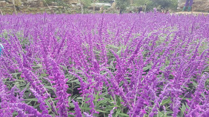 Ngẩn ngơ với thung lũng hoa ở cao nguyên Lào Cai - Ảnh 1. Ngẩn ngơ với thung lũng hoa ở cao nguyên Lào Cai - Ảnh 1.