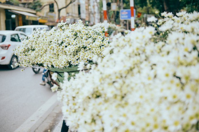 Có một mùa cúc họa mi đẹp ngỡ ngàng theo về trên phố - Ảnh 3. Có một mùa cúc họa mi đẹp ngỡ ngàng theo về trên phố - Ảnh 3.