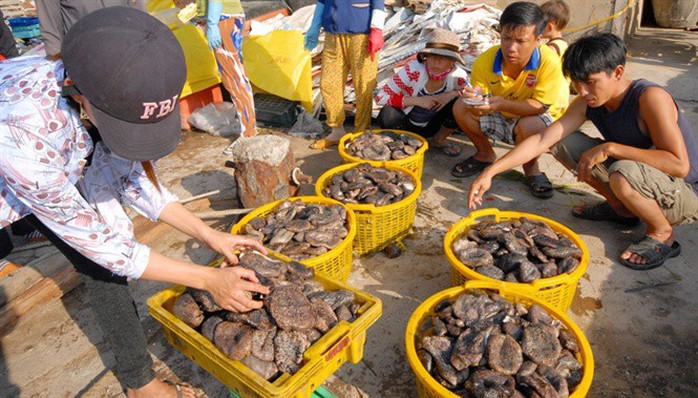 Săn lùng thần dược tăng bản lĩnh đàn ông ở Phú Quốc - Ảnh 3.