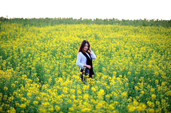 Đi chụp ảnh thôi, hoa cải đã nở vàng rực rỡ rồi kìa! - Ảnh 3. Đi chụp ảnh thôi, hoa cải đã nở vàng rực rỡ rồi kìa! - Ảnh 3.