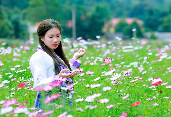 Ngẩn ngơ với thung lũng hoa ở cao nguyên Lào Cai - Ảnh 7. Ngẩn ngơ với thung lũng hoa ở cao nguyên Lào Cai - Ảnh 7.