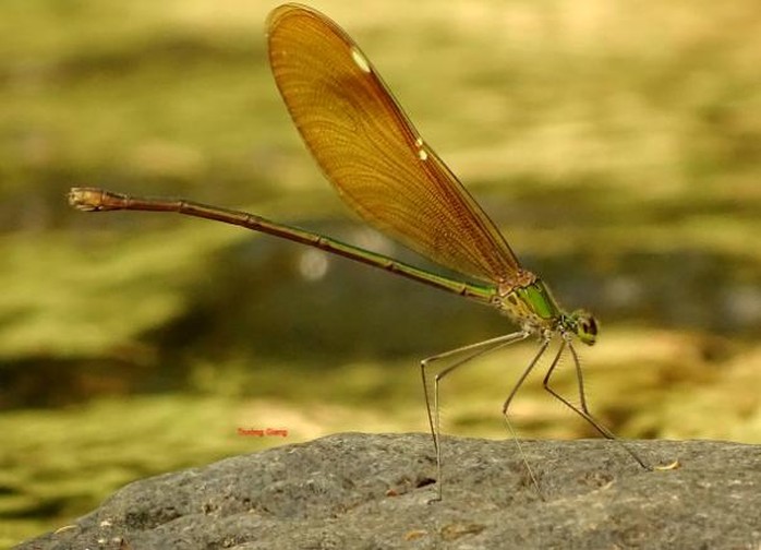 
Một loài chuồn chuồn kim đậu trên mỏm đá ven suối
