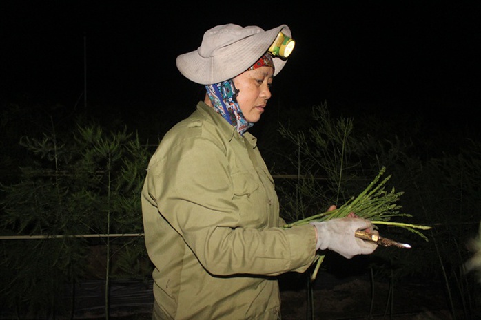 
Bà Hồ Thị Ngát (vợ ông Chử) đang thu hoạch măng tây
