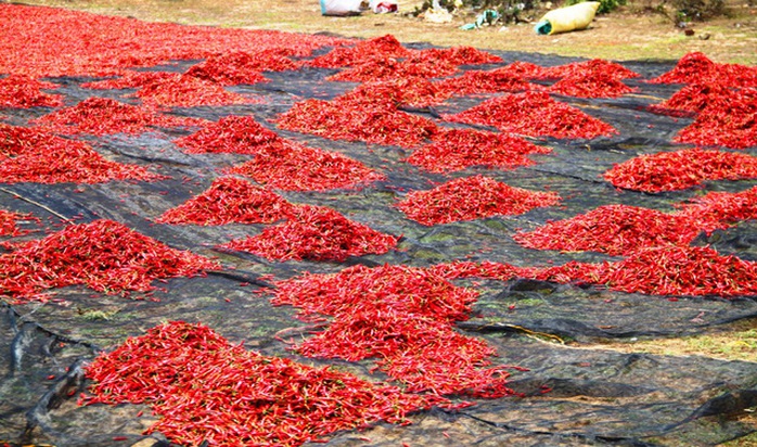 Giá ớt lao dốc, bán 1kg không mua nổi gói mì tôm - Ảnh 4. Giá ớt lao dốc, bán 1kg không mua nổi gói mì tôm - Ảnh 4.