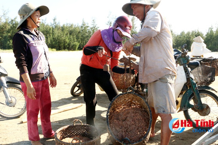 Ngư dân Kỳ Anh liên tiếp trúng đậm ruốc biển - Ảnh 5. Ngư dân Kỳ Anh liên tiếp trúng đậm ruốc biển - Ảnh 5.