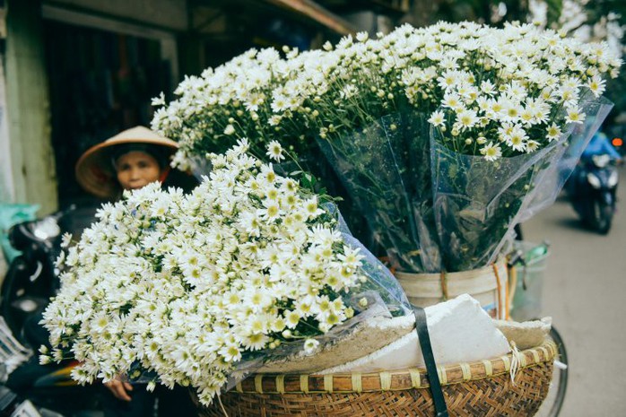 Có một mùa cúc họa mi đẹp ngỡ ngàng theo về trên phố - Ảnh 4. Có một mùa cúc họa mi đẹp ngỡ ngàng theo về trên phố - Ảnh 4.