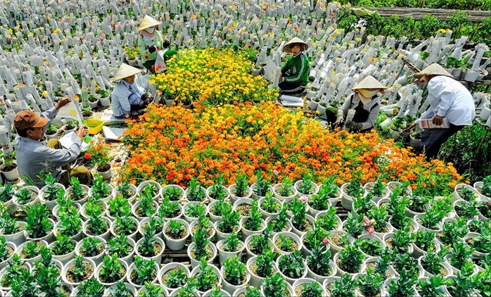 Làng hoa lớn nhất Nam bộ Sa Đéc tất bật vào mùa Tết - Ảnh 4. Làng hoa lớn nhất Nam bộ Sa Đéc tất bật vào mùa Tết - Ảnh 4.