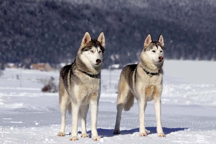 8 điều ít biết về vùng đất băng giá Siberia - Ảnh 5. 8 điều ít biết về vùng đất băng giá Siberia - Ảnh 5.