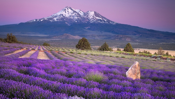 Thiên đường oải hương tràn sắc tím giữa lòng Provence - Ảnh 6. Thiên đường oải hương tràn sắc tím giữa lòng Provence - Ảnh 6.
