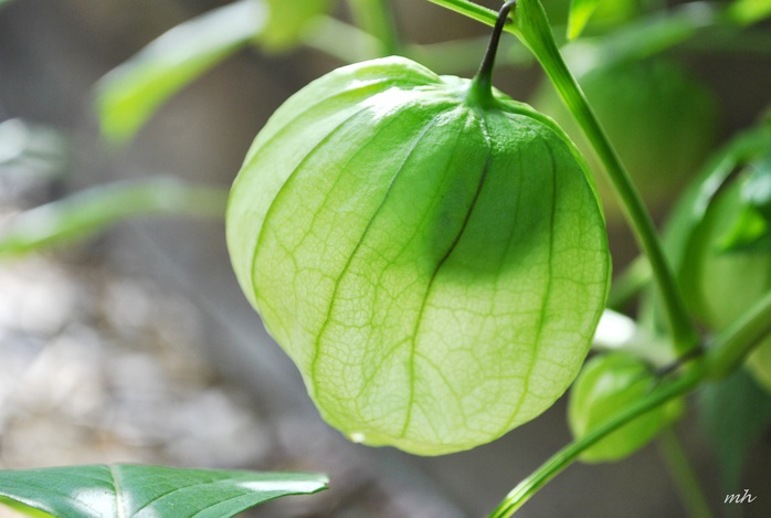 Tầm bóp: Ở Việt Nam là quả dại, ở Nhật bán 700.000 đồng/kg - Ảnh 5.