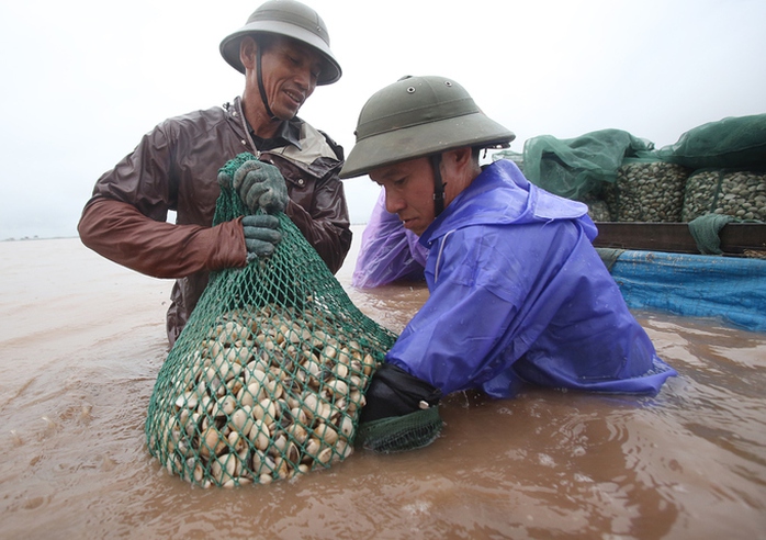 Cận cảnh bắt hàng trăm tấn ngao ở biển Tiền Hải - Ảnh 5.
