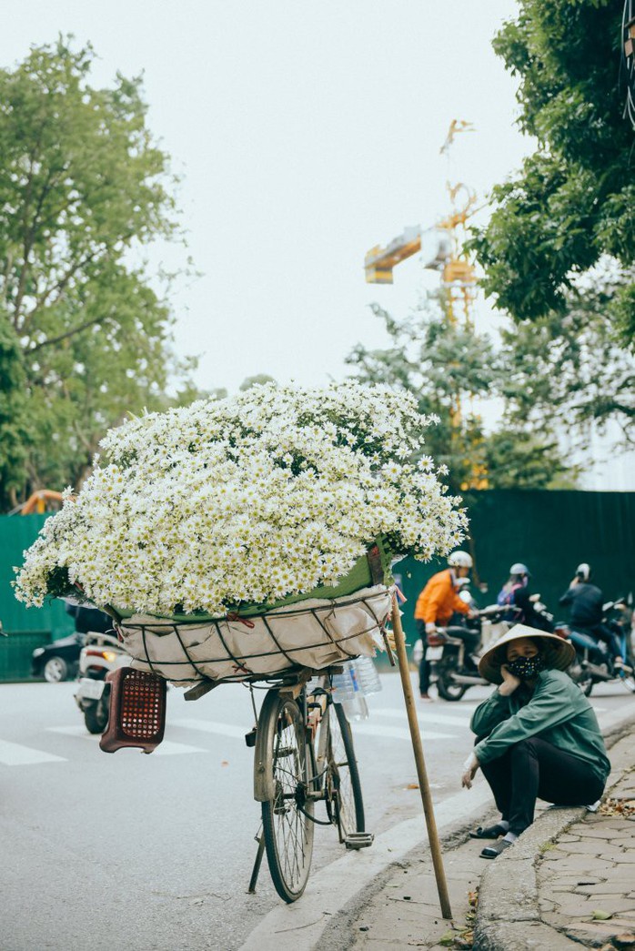 Có một mùa cúc họa mi đẹp ngỡ ngàng theo về trên phố - Ảnh 5. Có một mùa cúc họa mi đẹp ngỡ ngàng theo về trên phố - Ảnh 5.