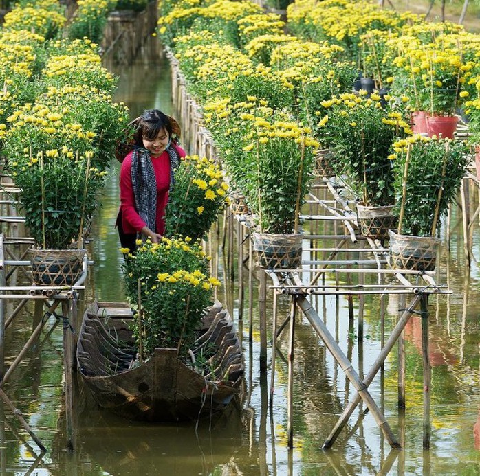 Làng hoa lớn nhất Nam bộ Sa Đéc tất bật vào mùa Tết - Ảnh 5. Làng hoa lớn nhất Nam bộ Sa Đéc tất bật vào mùa Tết - Ảnh 5.