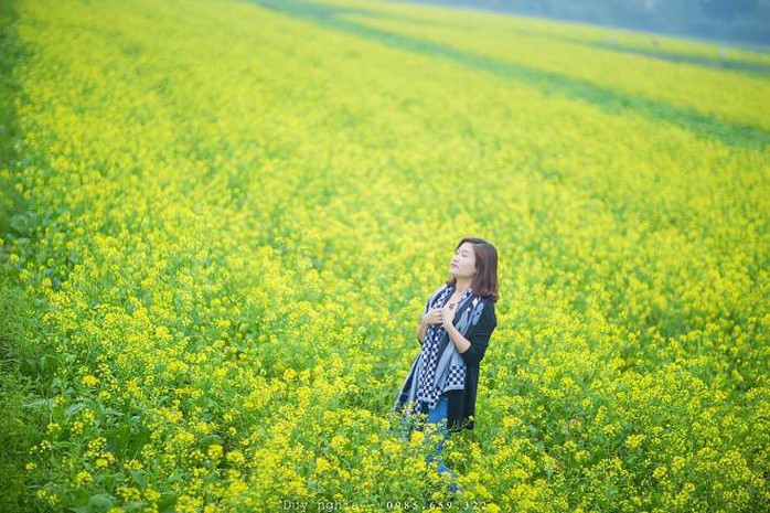 Đi chụp ảnh thôi, hoa cải đã nở vàng rực rỡ rồi kìa! - Ảnh 5. Đi chụp ảnh thôi, hoa cải đã nở vàng rực rỡ rồi kìa! - Ảnh 5.