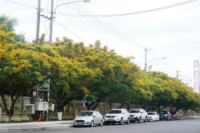 Về Tam Kỳ mê đắm bên hoa sưa vàng - Ảnh 2.